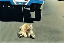 بازداشت عامل حیوان‌آزاری در سمنان پس از انتشار تصاویر دلخراش+ ویدیو 