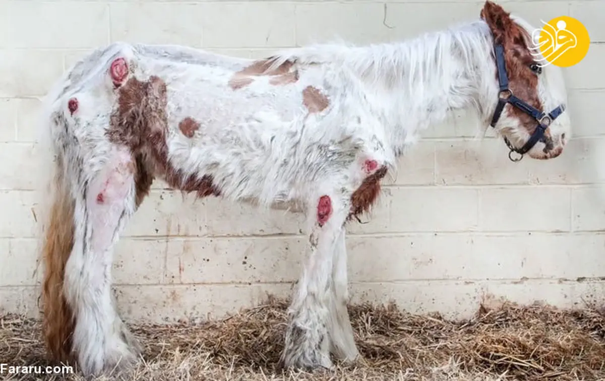  نجات باورنکردنی اسبِ مرده از مرگ +عکس