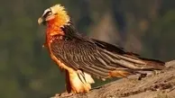  مشاهدهٔ پرندهٔ کمیاب «هما» در پارک ملی صیدوای سمنان