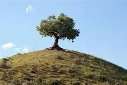 صنوبر قطع شده‌ای که خود به خود رشد کرد! | درختی که تنها نماند: راز حمایت پنهان جنگل از درختان آسیب‌دیده +ویدئو
