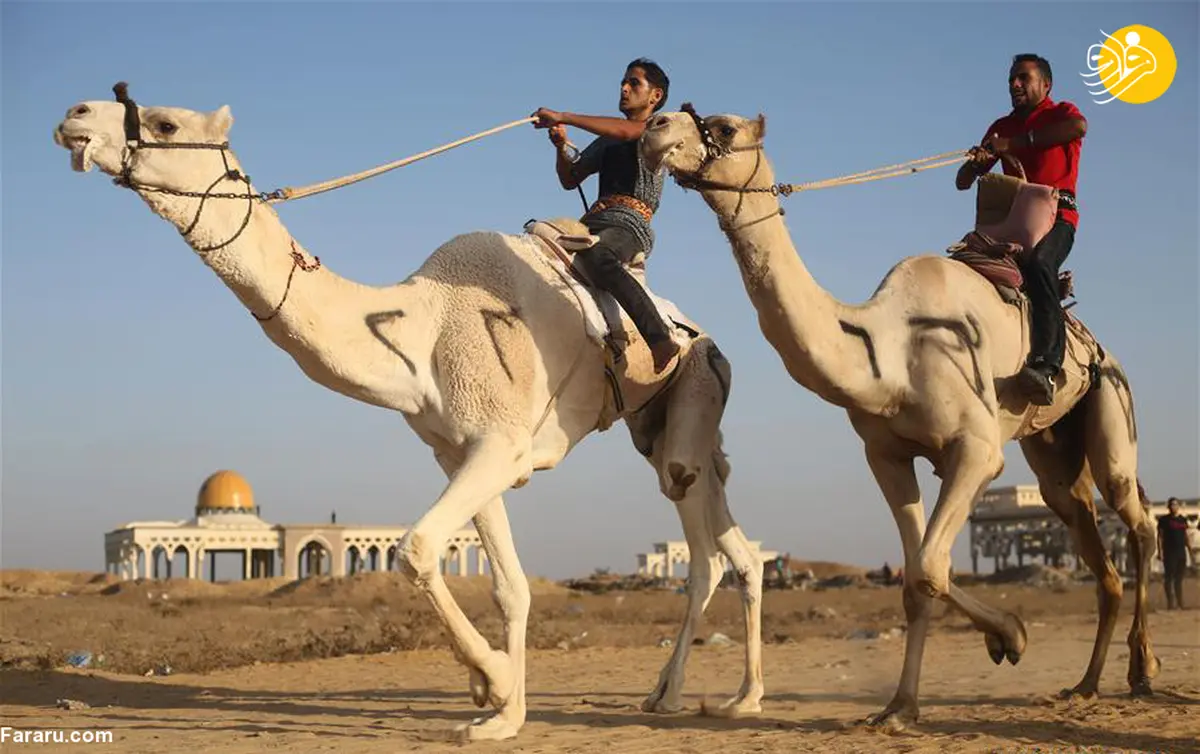 مسابقات شترسواری در غزه