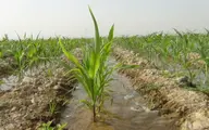 زمین‌های کشاورزی ۹۰ درصد آب مصرفی را می‌بلعد