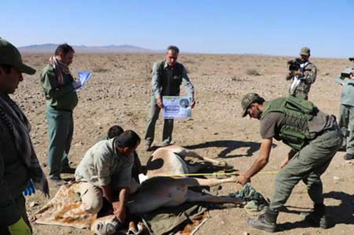 زنده گیری، بپا نمیری!