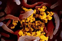 سویه جدید اومیکرون تا چه میزان خطر دارد؟