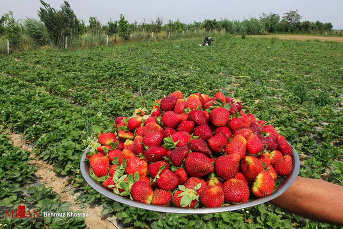 فصل برداشت در مزرعه توت‌فرنگی