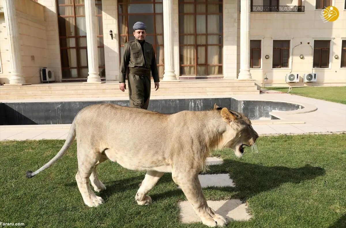 شیر؛ حیوان خانگی جوان کُرد