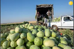 در سال ۱۴۰۰ رکورد ۱۰۰ ساله صادرات هندوانه شکست 
