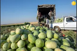 در سال ۱۴۰۰ رکورد ۱۰۰ ساله صادرات هندوانه شکست 