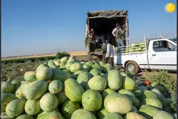 در سال ۱۴۰۰ رکورد ۱۰۰ ساله صادرات هندوانه شکست 