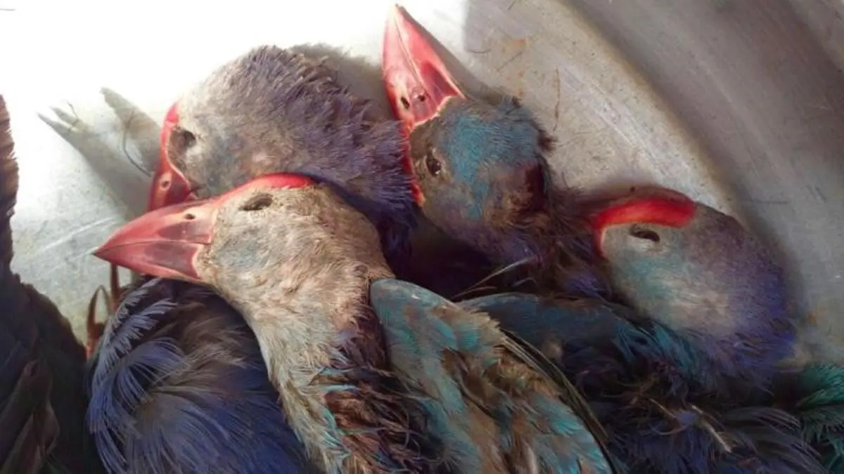 مَحمیه ها قتلگاه پرندگان مهاجر خوزستان