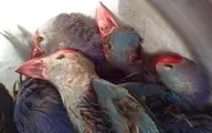 مَحمیه ها قتلگاه پرندگان مهاجر خوزستان