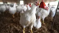 تست اعتیاد مرغ‌های کردستان منفی اعلام شد