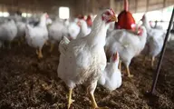 تست اعتیاد مرغ‌های کردستان منفی اعلام شد