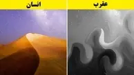 دنیا از چشم حیوانات چگونه به نظر می‌رسد؟! | در مقایسه با چشم انسان کاملا عجیب غریبه! + تصاویر