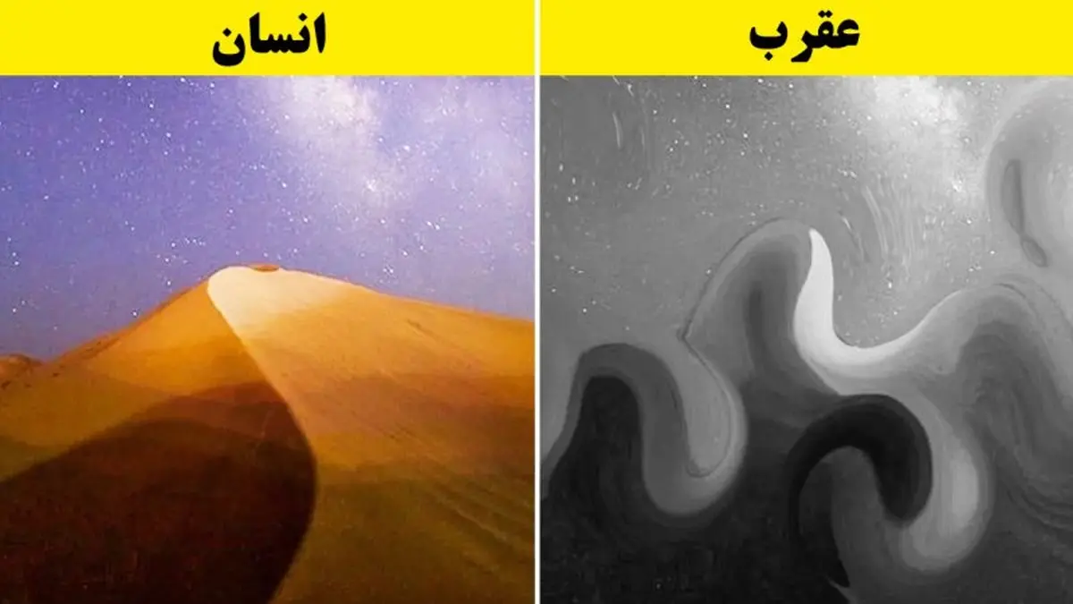 دنیا از چشم حیوانات چگونه به نظر می‌رسد؟! | در مقایسه با چشم انسان کاملا عجیب غریبه! + تصاویر