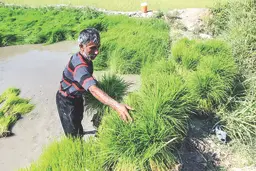 افزایش کشت برنج در بحران معیشت و آب | چالش واردات برنج با ارز ترجیحی
