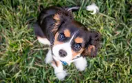 ممنوعیت سگ گردانی در محل بازی کودکان در بوستان‌ها