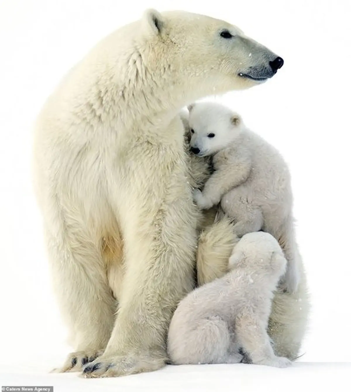 اولین حضور توله خرس‌های قطبی در طبیعت