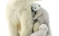 اولین حضور توله خرس‌های قطبی در طبیعت