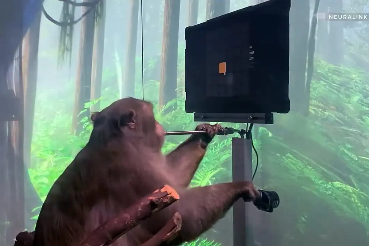 تراشه مغزی ساخت شرکت ایلان ماسک یک میمون را قادر به انجام بازی کامپیوتری کرد