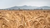هشدار هواشناسی به کشاورزان: گندم و غلات را به جای امن ببرید!