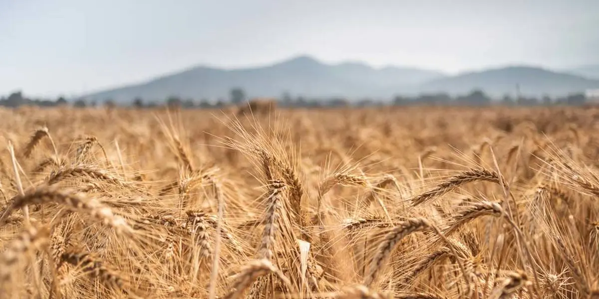 هشدار هواشناسی به کشاورزان: گندم و غلات را به جای امن ببرید!