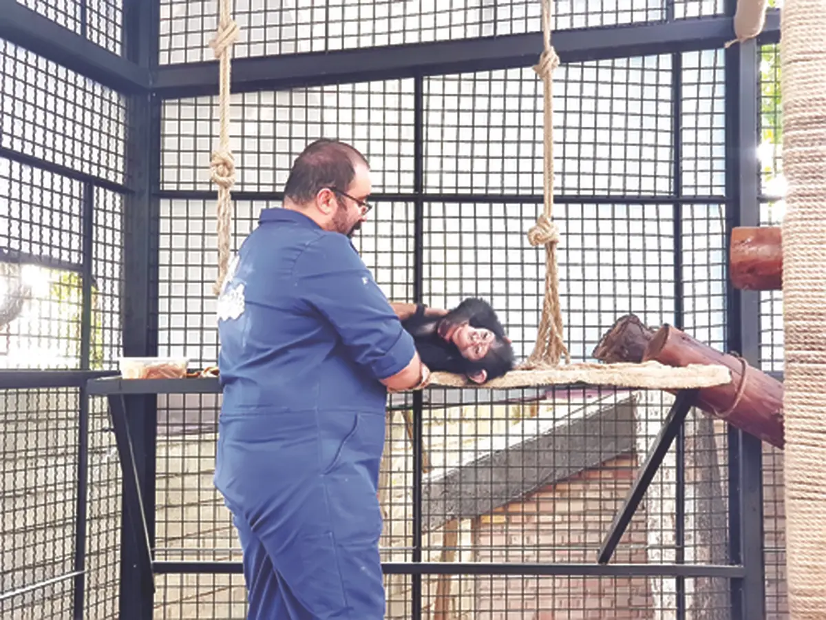 سه ماه زندگی در قفس | دامپزشک همراه یک بچه‌شامپانزه در جایگاه میمون‌های رزوس باغ وحش ارم 