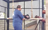 سه ماه زندگی در قفس | دامپزشک همراه یک بچه‌شامپانزه در جایگاه میمون‌های رزوس باغ وحش ارم 