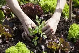 آخر تابستان چه سبزیجاتی بکاریم ؟