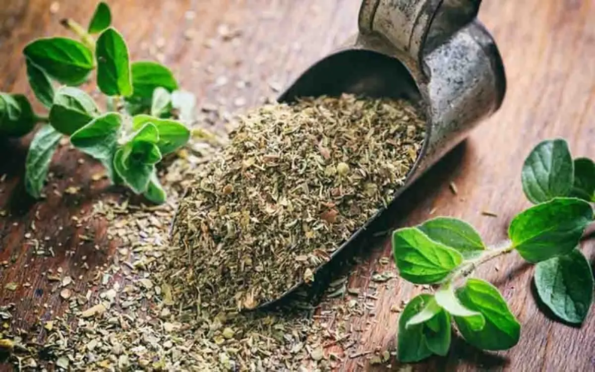 این گیاه ضدنفخ قاتل دیابت است | با یک گیاه ساده قند خون خود را کنترل کنید