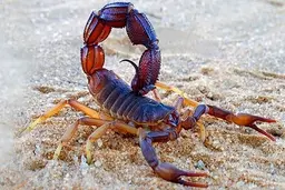 نیش عقرب کودک ۵ ساله را کشت | مرگ تلخ کودک 5 ساله جلفایی با نیش عقرب