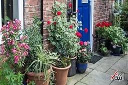 گلدان‌های کوچک نرخ استرس و اضطراب را کاهش دهد. 


