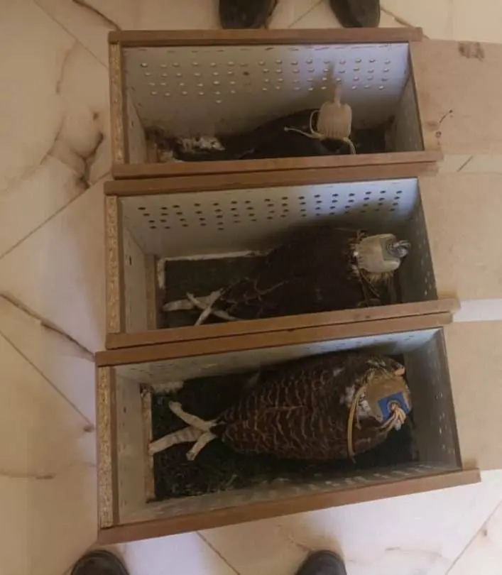 دستگیری و بازداشت شکارچیان گونه ارزشمند شاهین