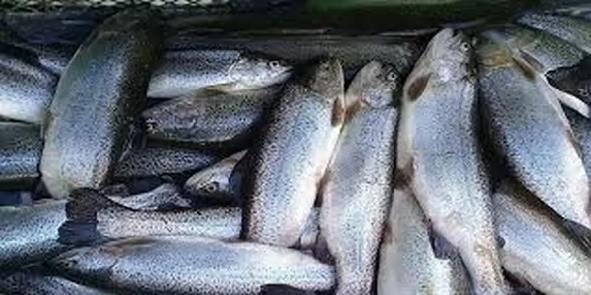  قیمت انواع ماهی در میادین میوه‌وتره‌بار تهران | قزل‌آلا رکورددار شد

