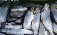  قیمت انواع ماهی در میادین میوه‌وتره‌بار تهران | قزل‌آلا رکورددار شد

