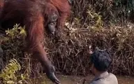  یک‌ میمون در حال انقراض جان انسان را نجات داد