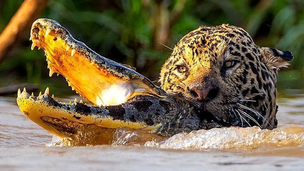 لحظه هولناک شکار تمساح توسط جگوار+ویدئو