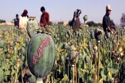 کشت مواد مخدر در افغانستان  ممنوع شد
