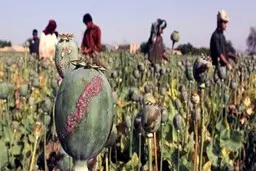 کشت مواد مخدر در افغانستان  ممنوع شد
