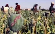کشت مواد مخدر در افغانستان  ممنوع شد
