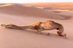 نحوه بالا رفتن شتر از تپه‌های شنی را دیده بودید؟!+ویدئو 