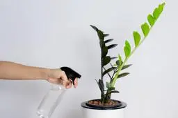 با این روش زاموفیلیا مثل لوبیا سحرآمیز رشد میکنه! | رشد سریع گیاه زاموفیلیا و پاجوش ها +ویدئو