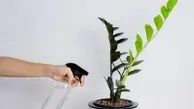 با این روش زاموفیلیا مثل لوبیا سحرآمیز رشد میکنه! | رشد سریع گیاه زاموفیلیا و پاجوش ها +ویدئو
