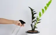 با این روش زاموفیلیا مثل لوبیا سحرآمیز رشد میکنه! | رشد سریع گیاه زاموفیلیا و پاجوش ها +ویدئو