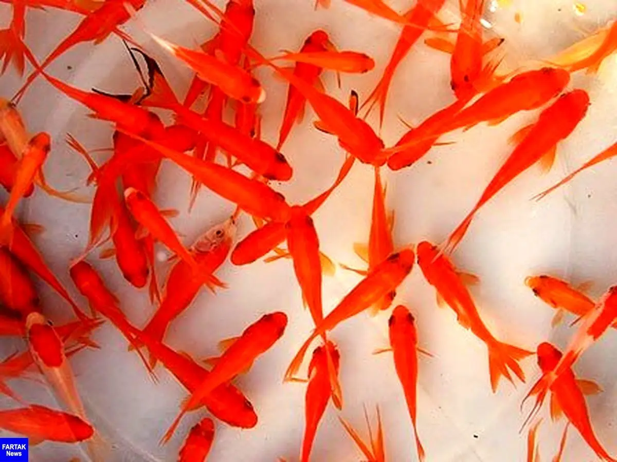 احتمال انتقال بیماری‌های مشترک از ماهیان قرمز به انسان | هشدار جدی به مردم برای شب عید 