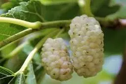 قطع یکی از درختان پربار اقدسیه, به جُرم کثیف کردن زمین!+تصویر 