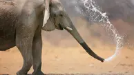عطسه کردن فیل را دیده بودید؟ | لحظه‌ی عجیب عطسه کردن فیل+ویدئو