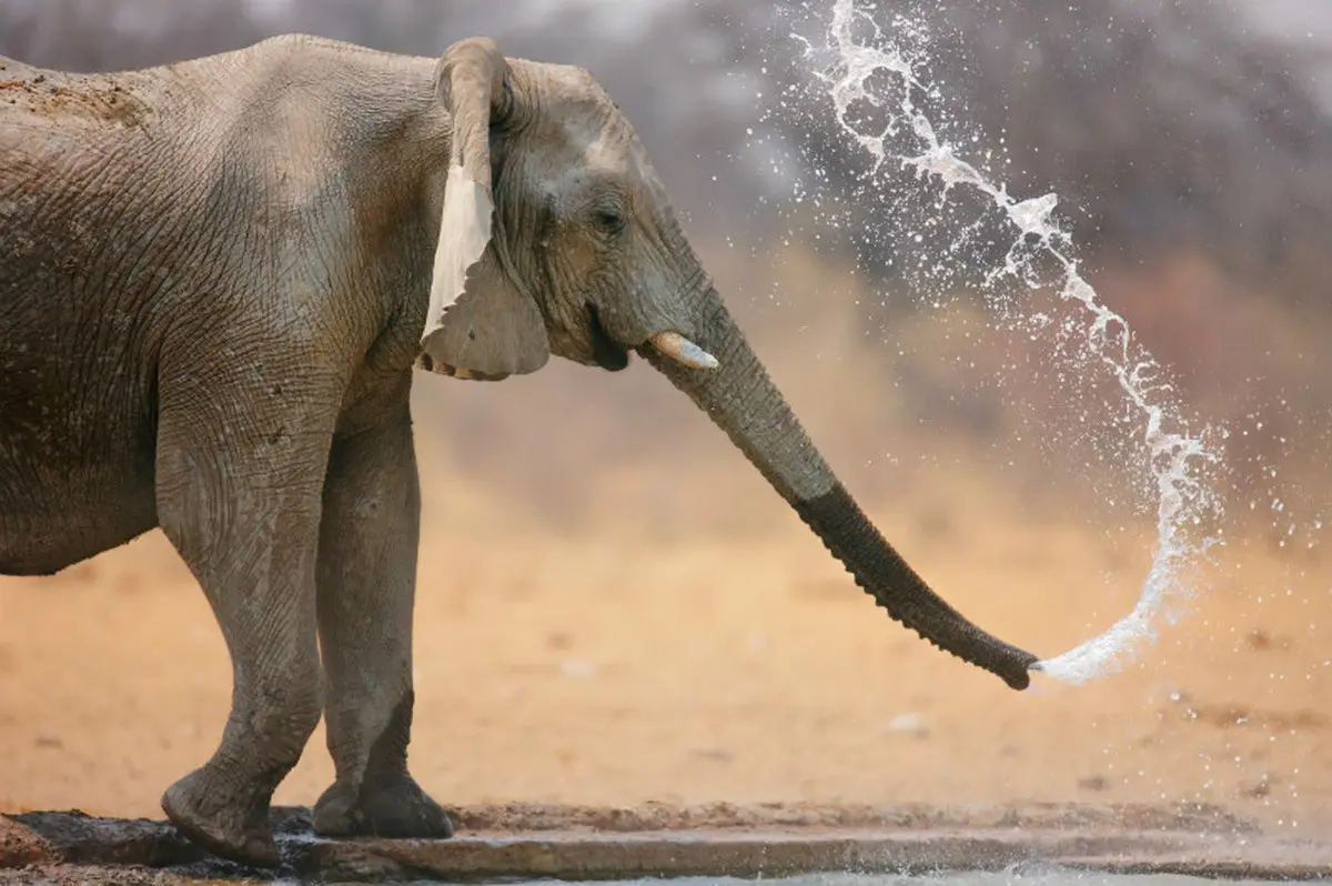 عطسه کردن فیل را دیده بودید؟ | لحظه‌ی عجیب عطسه کردن فیل+ویدئو