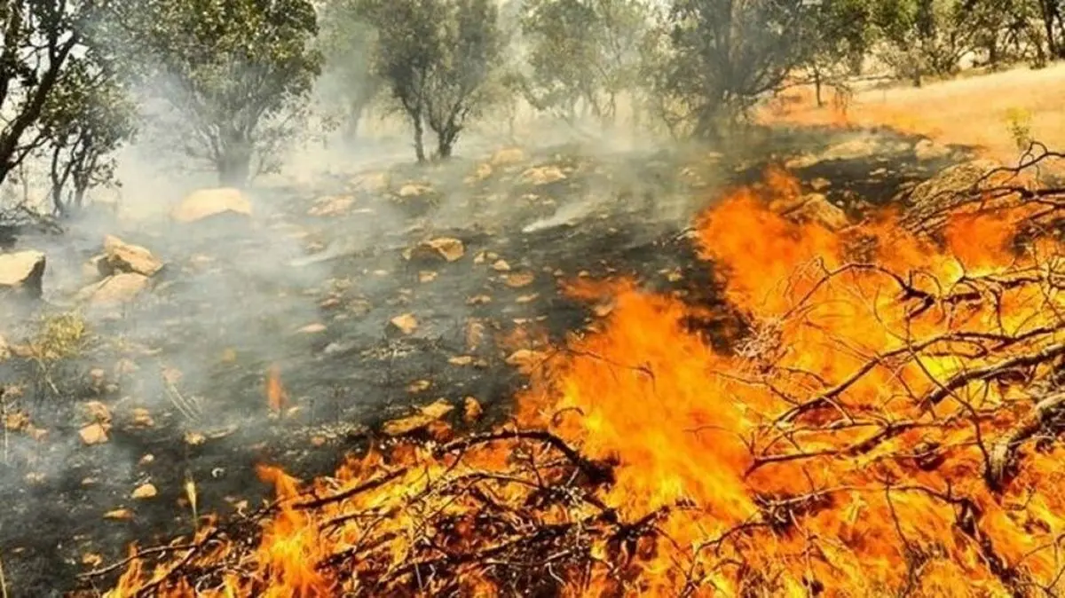 دومین آتش‌سوزی جنگل‌های چالوس خاموش شد