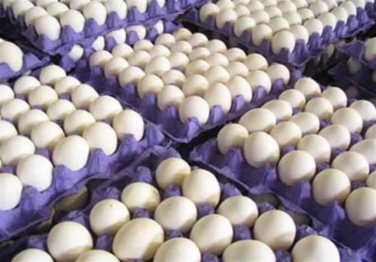 
وزیر کشاورزی  |  بازگشت قیمت تخم مرغ به ۱۴۵۰۰ تومان تا ۲ روز آینده
